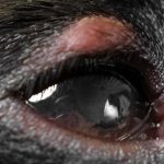 Eyes_of_dogs_bumps_and_issues
