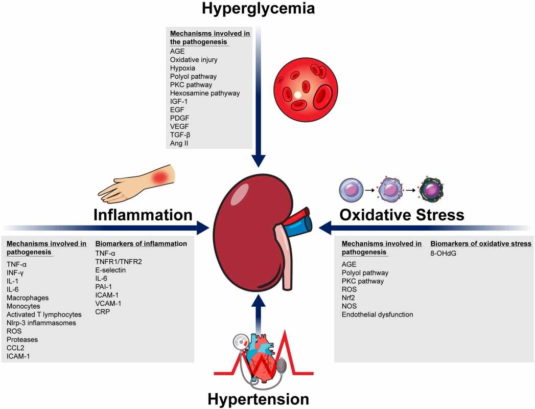 High CRP Levels Linked to Kidney Damage_ A Potential Indicator