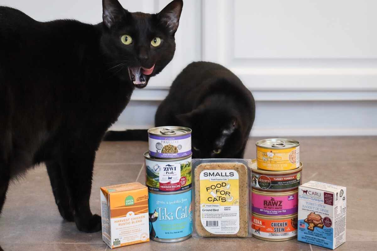 High Protein_ High Fat Cat Food with Low Carbohydrate Content