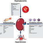 High_crp_levels_linked_to_kidney_damage_a_potential_indicator