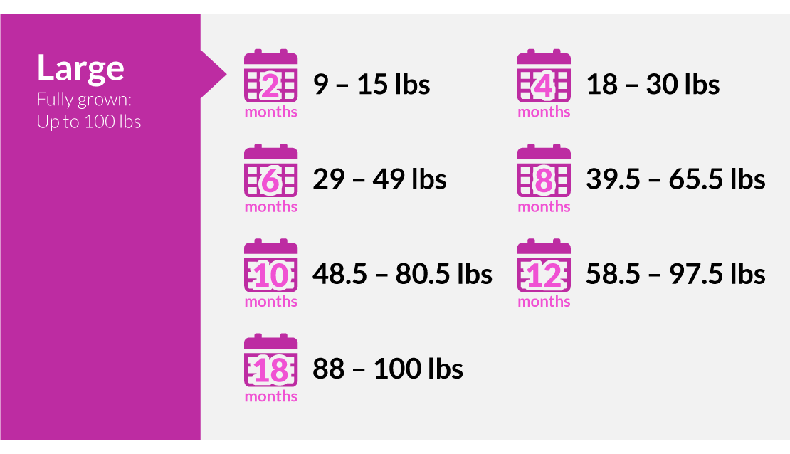 How Big is a 5 Month Old Puppy that Weighs 38 Pounds_