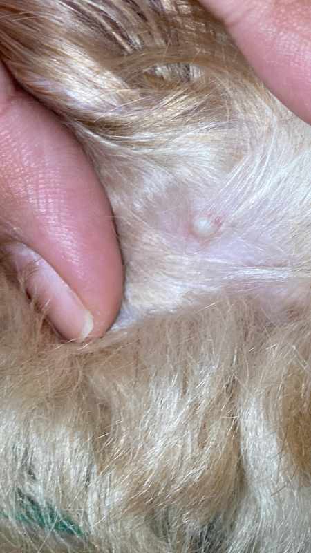 How to Bump Behind Dog_s Ear