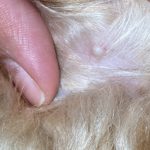 How_to_bump_behind_dog_s_ear