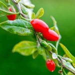 How_to_contact_berrylook_phone_number