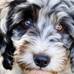 Meet_the_australian_shepherd_husky_mix_a_perfect_blend_of_intelligence_and_loyalty
