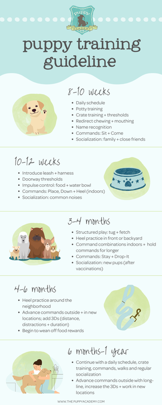 5 Month Old Puppy Potty Training Regression