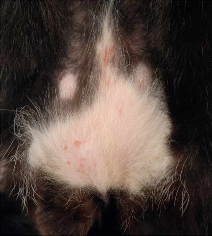 Simparica Treat for Walking Dandruff in Dogs