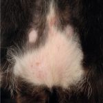 Simparica_treat_for_walking_dandruff_in_dogs