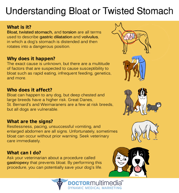 Symptoms of Bloat Dogs