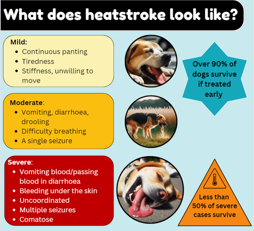 Symptoms of Serious Health Issues_ Blood Diarrhea_ Lethargy_ Seizure_ Drooling_ Loss of Appetite in Dogs