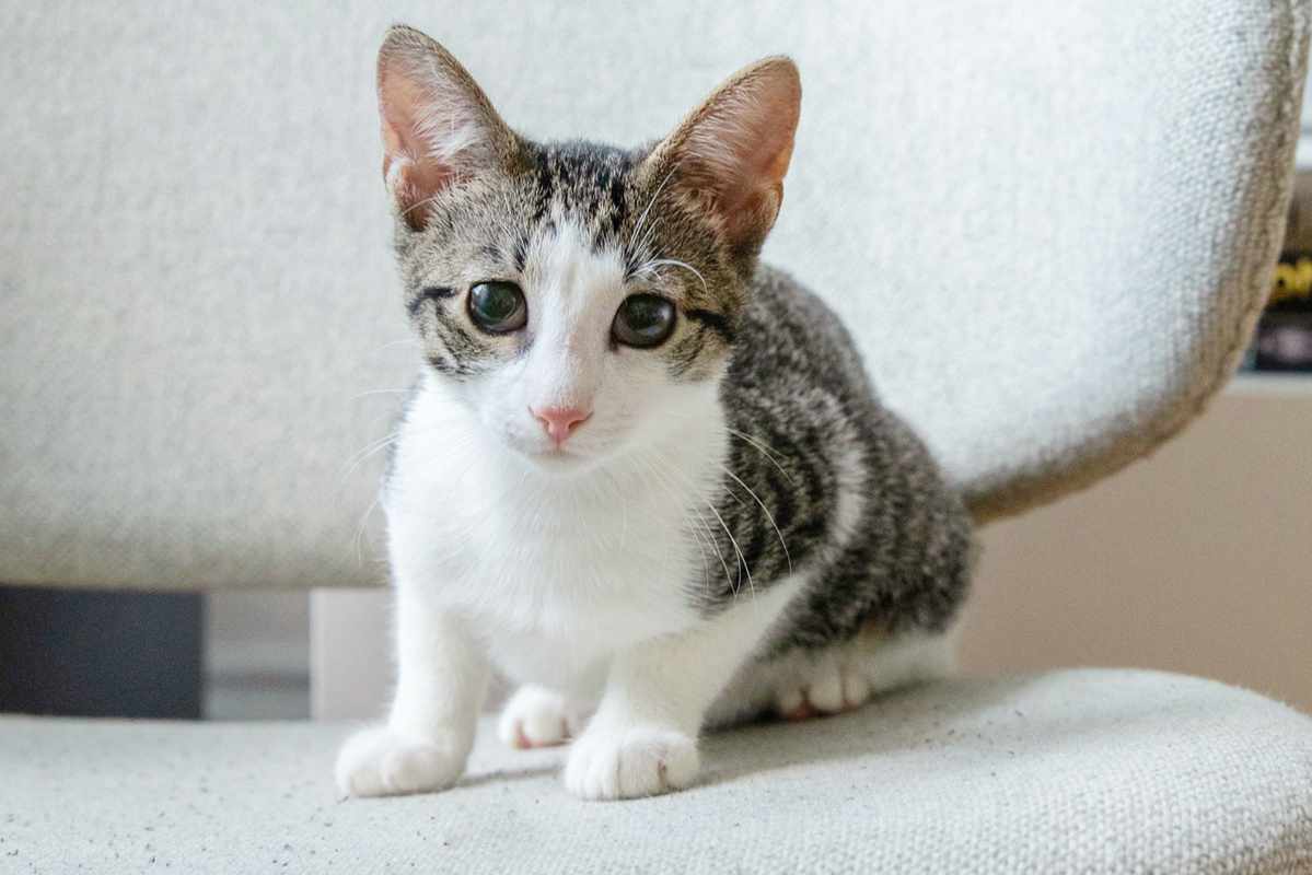 Teething 101_ How to Help Your 6-Month-Old Kitten Through This Furry Milestone