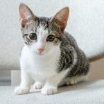 Teething_101_how_to_help_your_6-month-old_kitten_through_this_furry_milestone