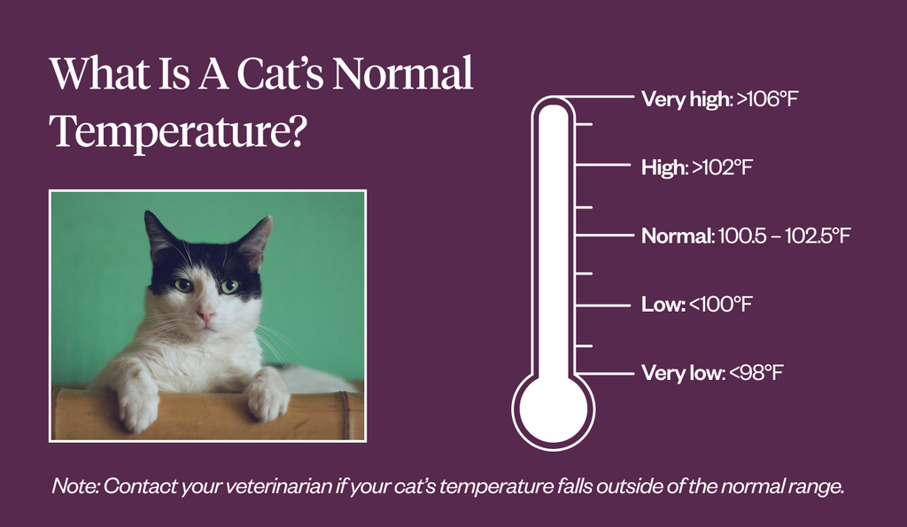 The Average Body Temperature of Cats