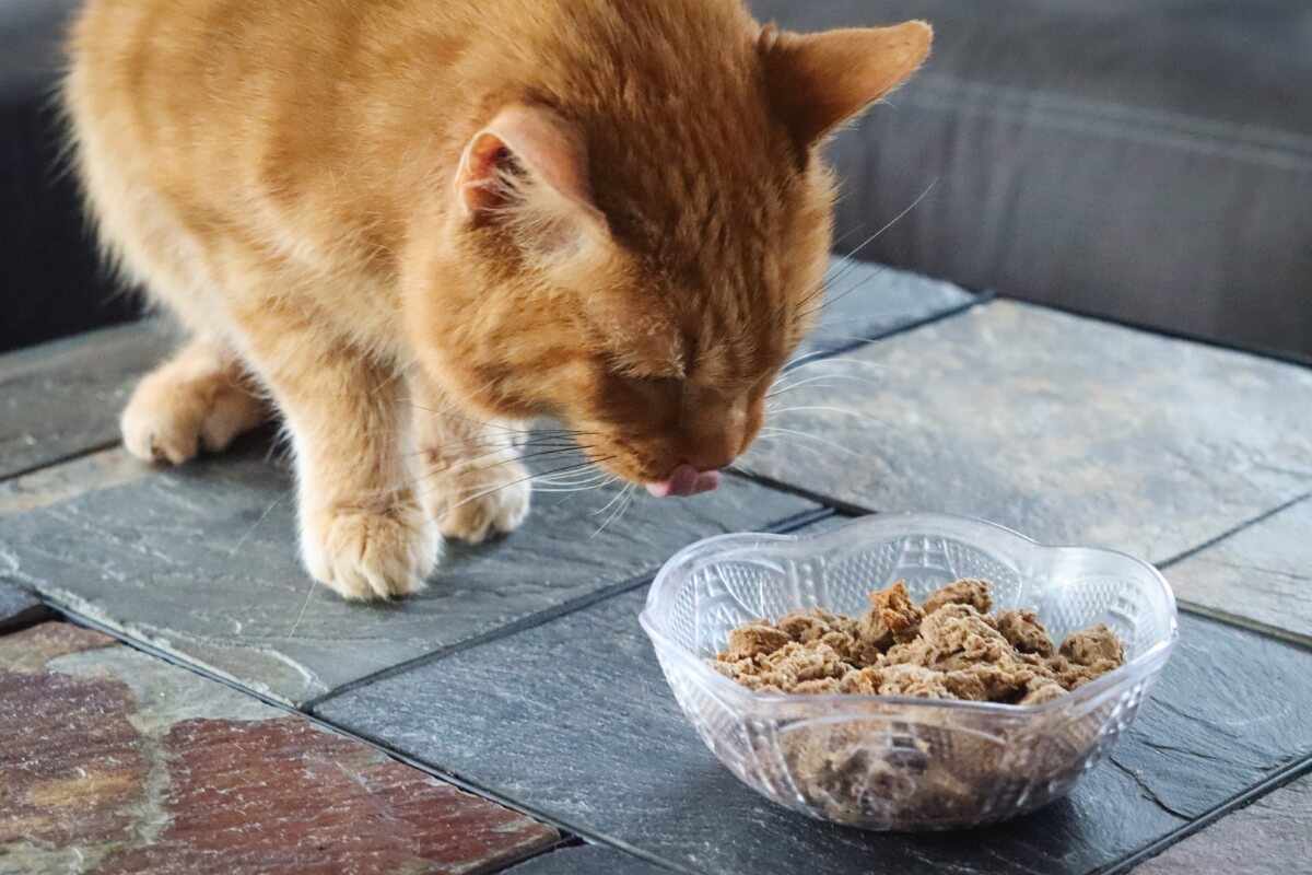 The Best Anti Hairball Cat Food