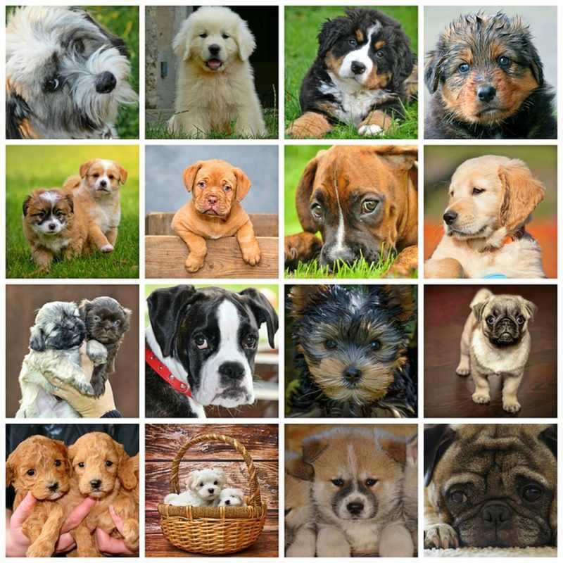 The Best Dog Breed to Own