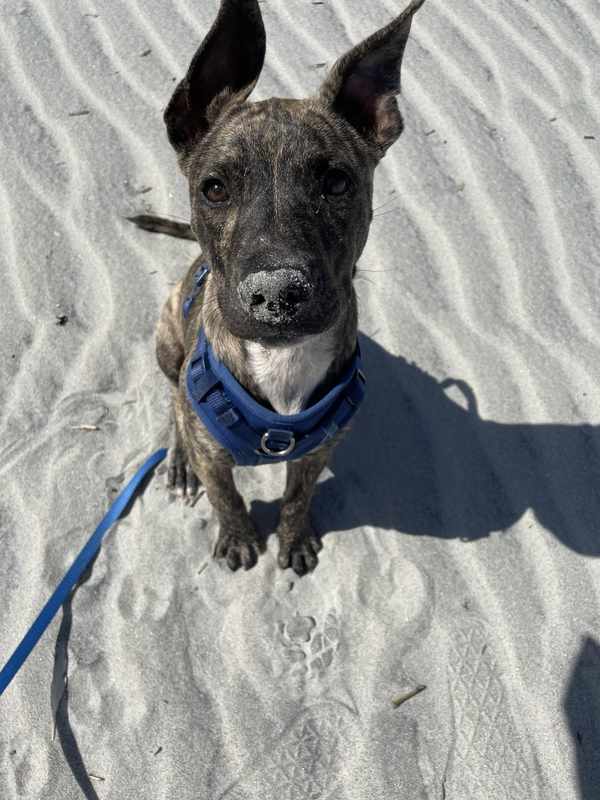 The Best Dog Training Books on Reddit