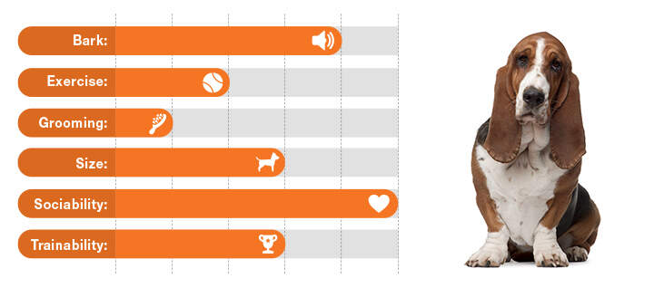 The Best Dogs for Apartment Dwellers