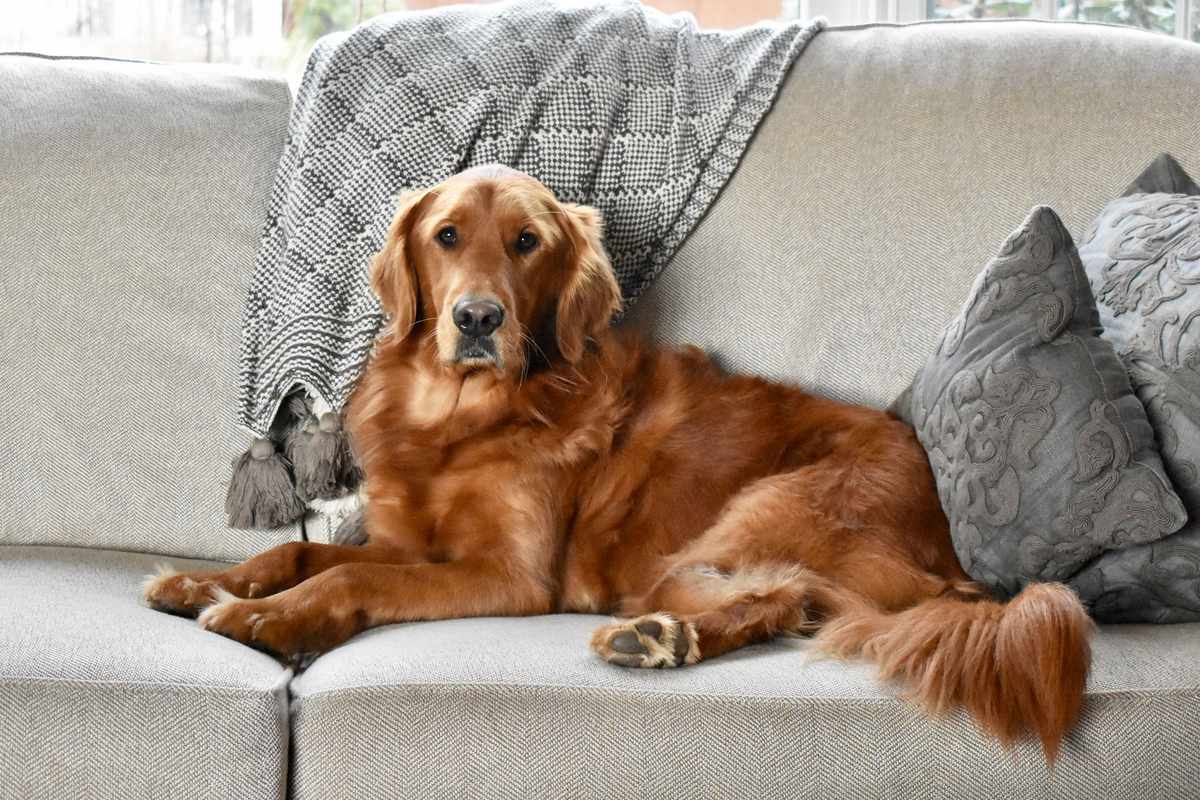 The Best Dogs to Own for First-Time Owners