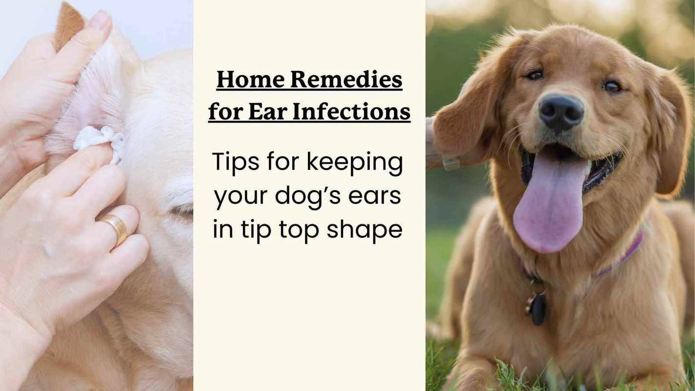 The Best Home Remedy for Dog Ear Infections