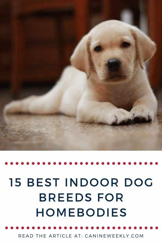 The Best Indoor Dog for Kids