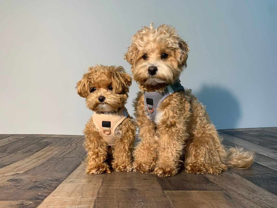 The Best Small Indoor Dogs