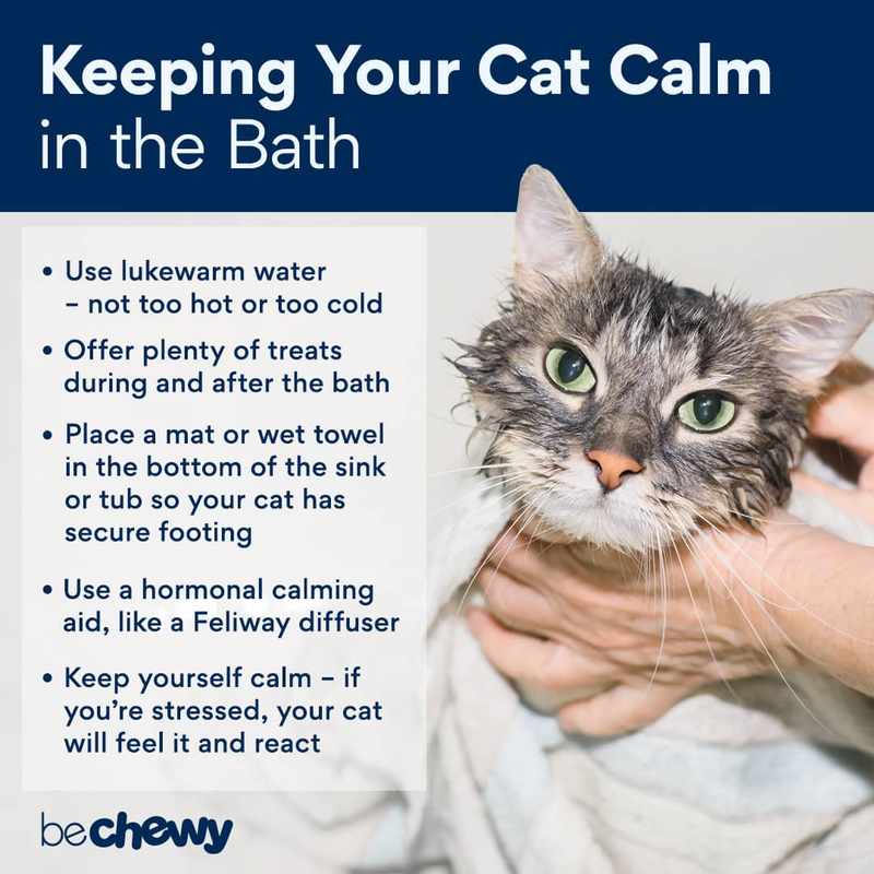 The Best Ways to Give a Cat a Bath