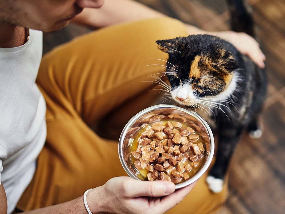 The Best Wet Food for Elderly Finicky Cats