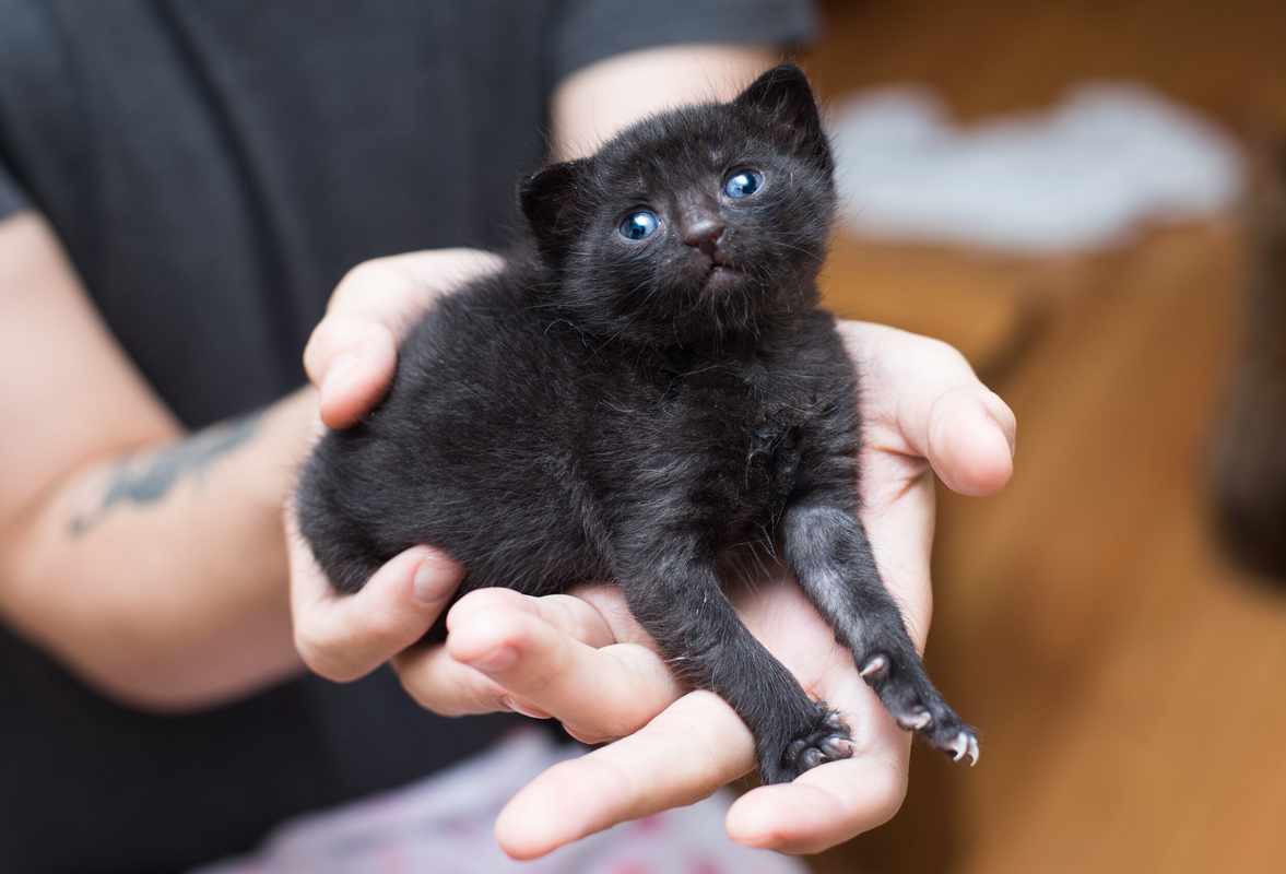 The Signs of a Bloated Belly in Kittens_ A Feline Health Concern