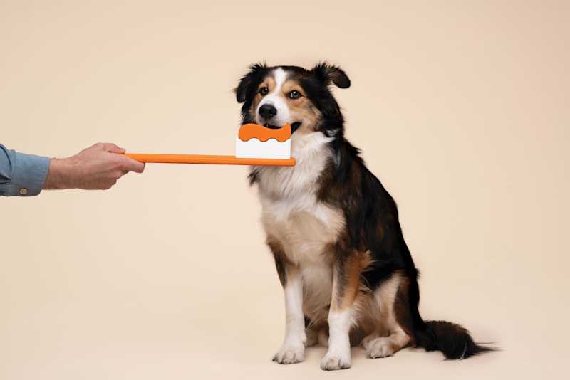 The Ultimate Guide to Bleeding Gums Dogs