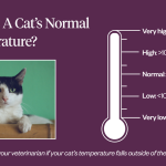 The_average_body_temperature_of_cats