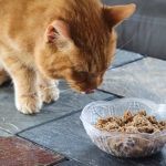The_best_anti_hairball_cat_food