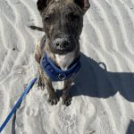 The_best_dog_training_books_on_reddit