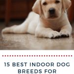 The_best_indoor_dog_for_kids