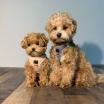 The_best_small_indoor_dogs