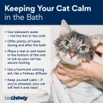 The_best_ways_to_give_a_cat_a_bath
