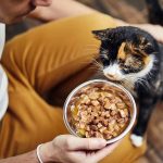 The_best_wet_food_for_elderly_finicky_cats