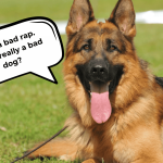 The_sudden_2_year_old_dog_behavior_change_what_s_behind_the_shift
