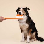 The_ultimate_guide_to_bleeding_gums_dogs