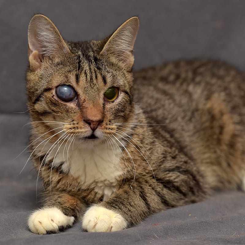 Understanding Blood in Cat Eye_ A Comprehensive Guide