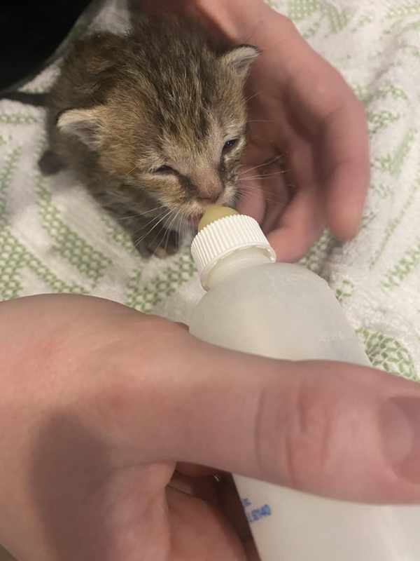 6 Week Old Kitten Won_t Poop