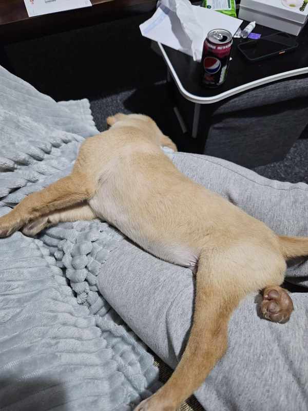 11 Week Old Lab Puppy Vomiting and Diarrhea
