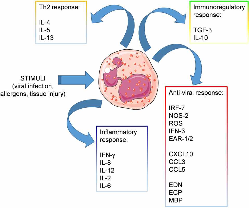 What Are Absolute Eosinophils High Levels - 0_5ml Blood Test