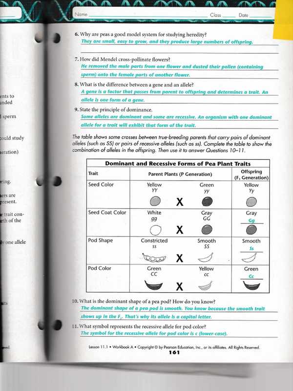 What Is The Dominant Shape Of A Pea Pod_ How Do You Know