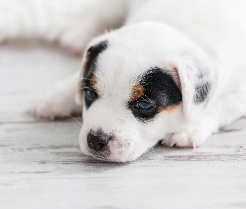 What to Do for a 5 Day Old Puppy with Diarrhea