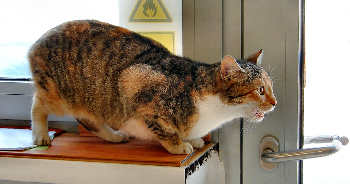 When Your 4-Month-Old Female Kitten is in Heat_ What to Expect