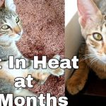 When_your_4-month-old_female_kitten_is_in_heat_what_to_expect