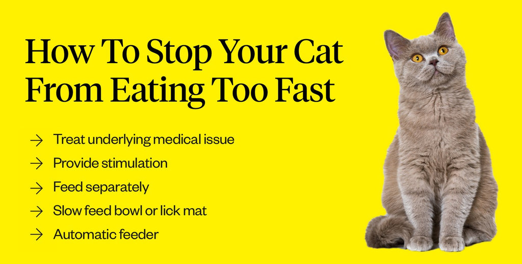 Why Cat Eats Too Fast Then Vomits