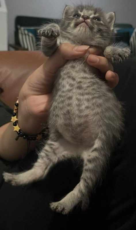 Why is My 3 Week Old Kitten_s Belly So Bloated_