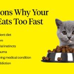 Why_cat_eats_too_fast_then_vomits