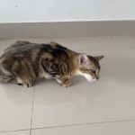 Why_cats_cough_after_drinking
